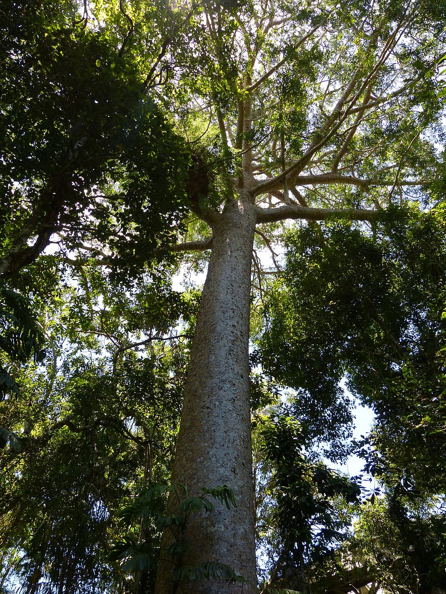 Tree, Landscape, Nature, trees, green, leaves, kauri, kauri tree HD wallpaper