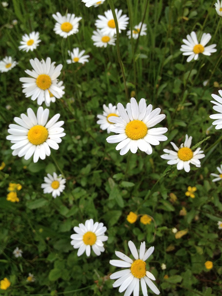 daisies, meadow, summer, flowering plant, freshness, beauty in nature HD wallpaper