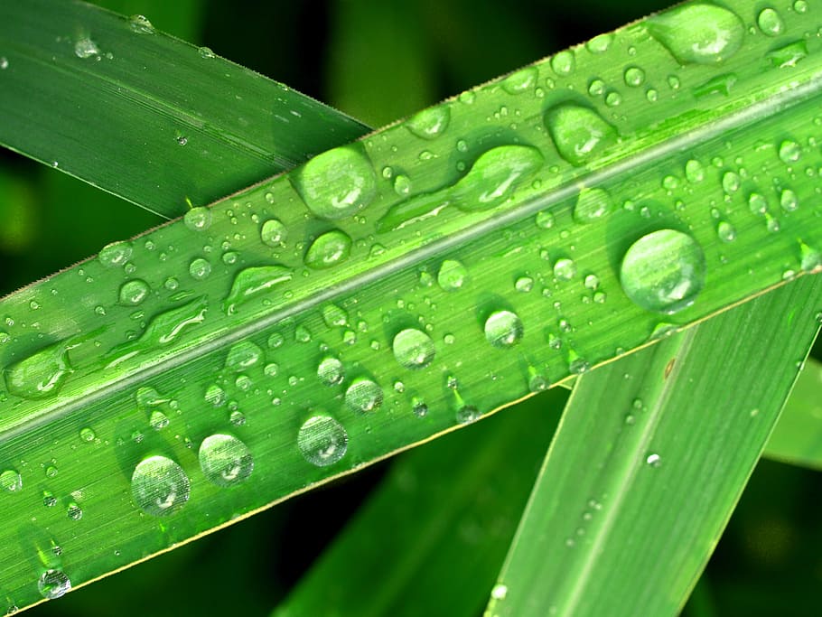 water, drops, leaf, grass, green, dew, rain, closeup, life HD wallpaper