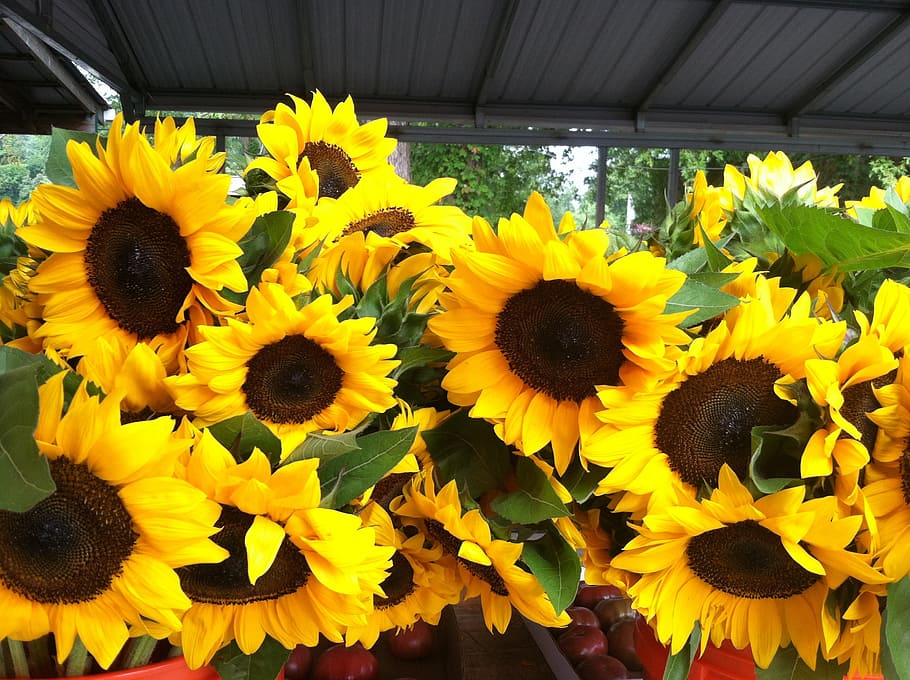 sun flowers, garden, bloom, yellow, flowering plant, freshness HD wallpaper