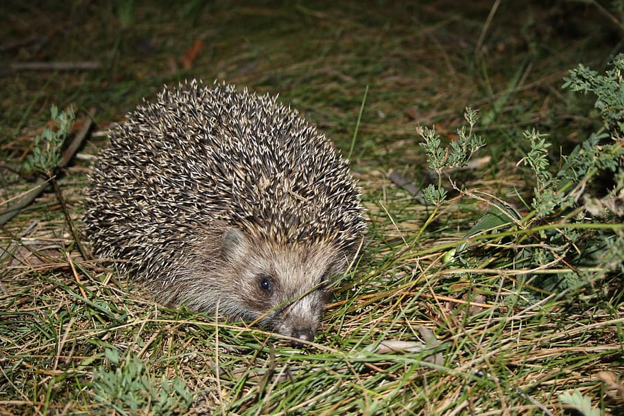 crew cut, hedgehog, summer, closeup, animal, needle, animal wildlife HD wallpaper