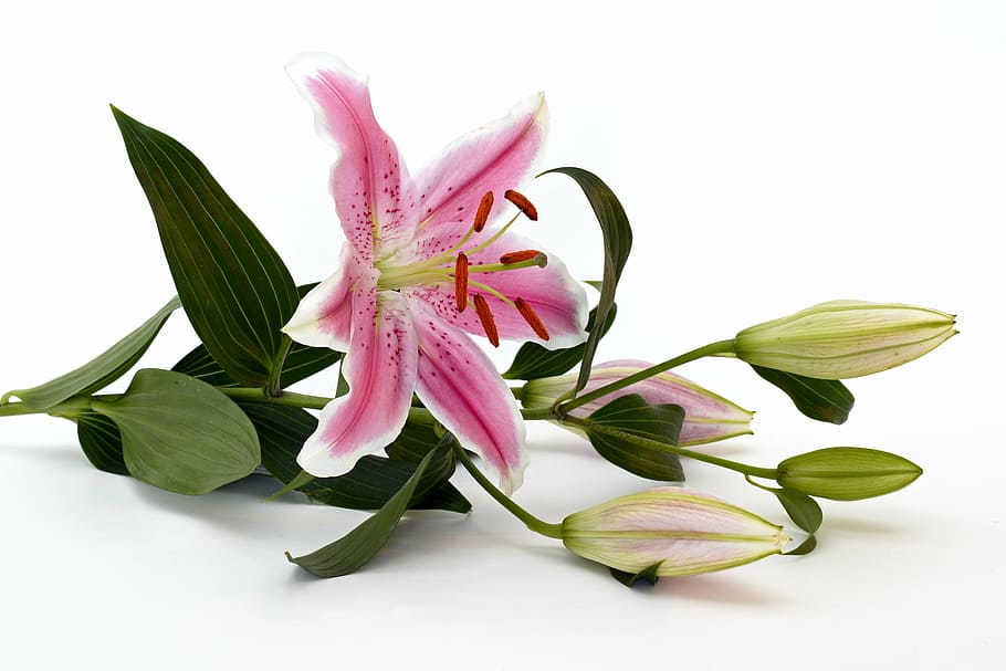 white and pink lily flower, blossom, bloom, green, close, stamen