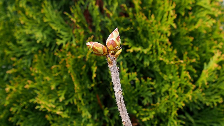 Nature, Spring, Plant, Closeup, bud, blooms, flower buds, azalea HD wallpaper