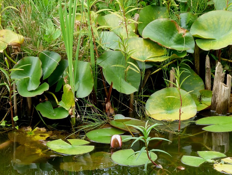 Water, Lily, Plants, Leaves, floating, flowers, nature, outside HD wallpaper