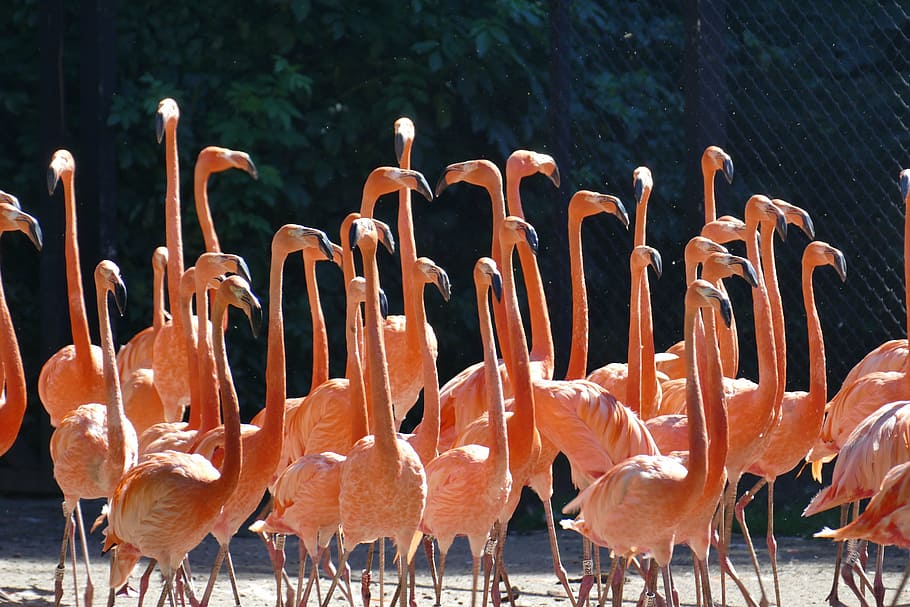flock of brown bird photo during daytime, flamingo, water, wing HD wallpaper