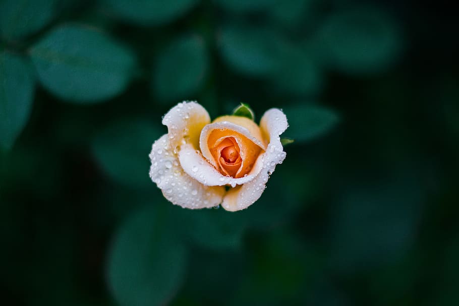 shallow focus photography of orange rose, white and orange Rose HD wallpaper