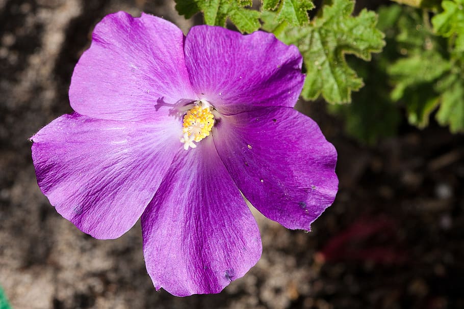 native hibiscus, australia, aussie, plant, flower, botanical HD wallpaper