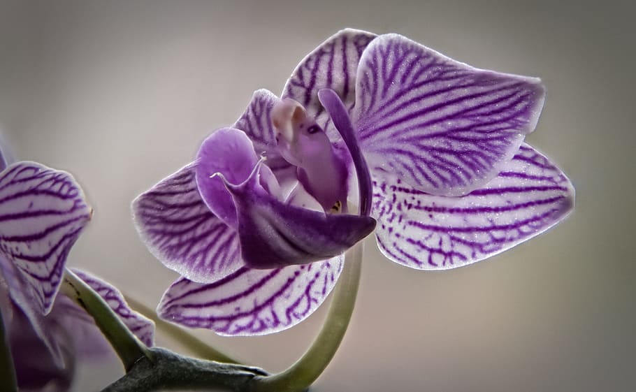 flower, plant, nature, leaf, flowering plant, beauty in nature HD wallpaper