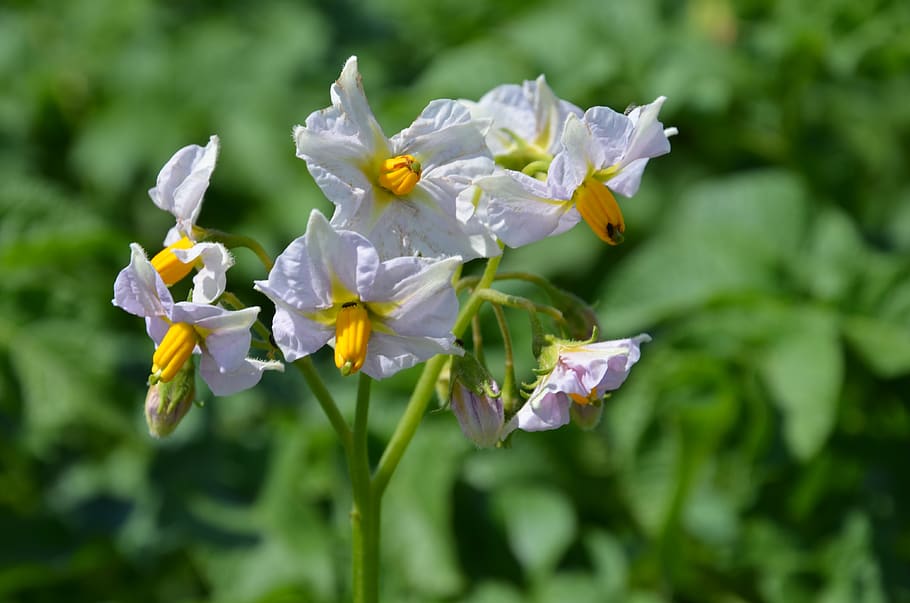 flower, nature, flora, leaf, summer, flowering plant, vulnerability HD wallpaper