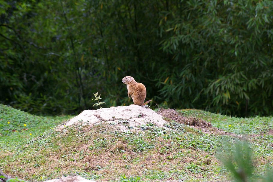 branféré, visit, family, wild, pond, fauna, animal, wild animal, HD wallpaper