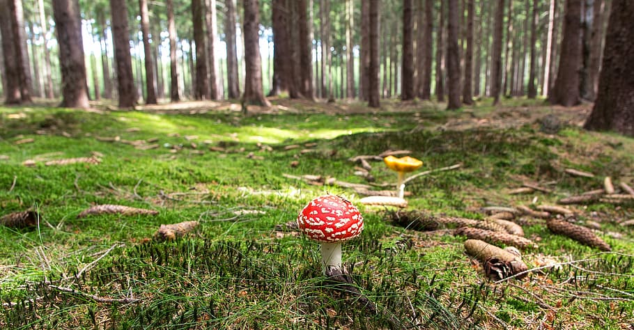 close up photography of red mushroom during day time, fly agaric