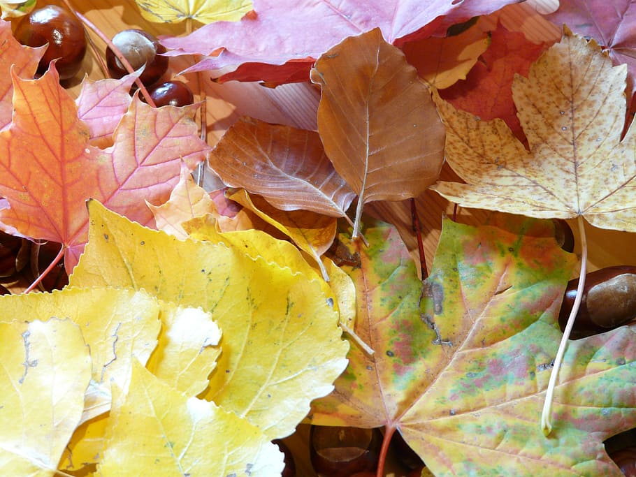 fall foliage, fall leaves, colorful, maple, beech, linde, chestnut HD wallpaper
