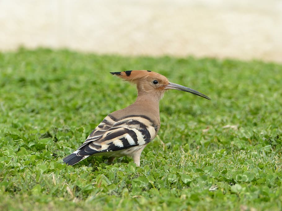 Hoopoe, Bird, Birdwatching, Nature, animal, beak, wildlife HD wallpaper