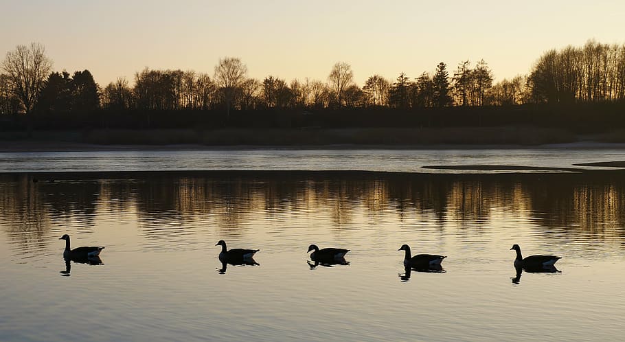 five swan swimming on body of water, nature, ducks, animals HD wallpaper