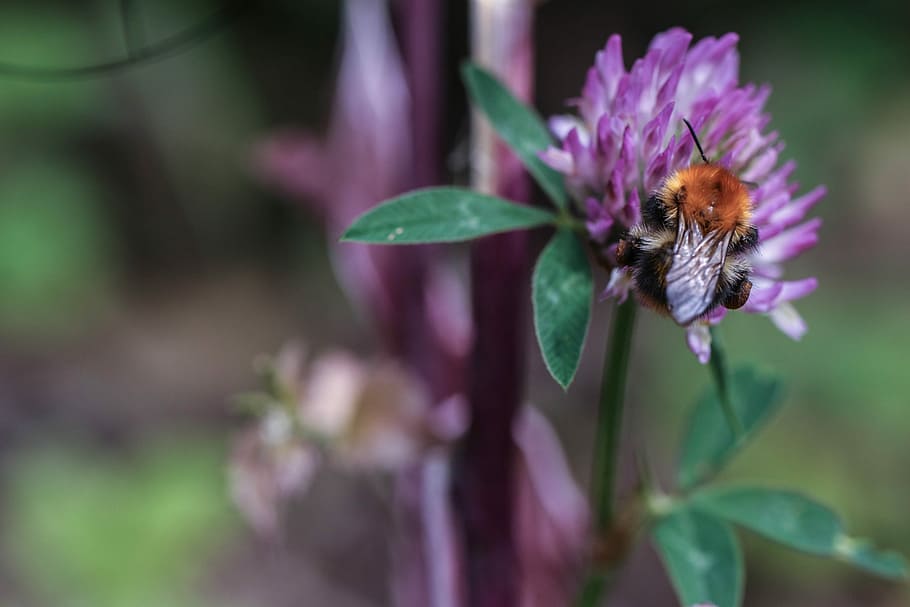 Bumblebee, Flower, Insect, Nature, summer, macro, purple, fragility HD wallpaper