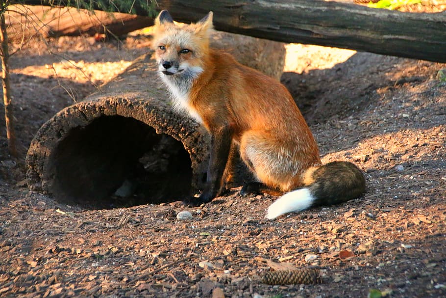 red fox sitting on brown ground during daytime, hair, creature HD wallpaper