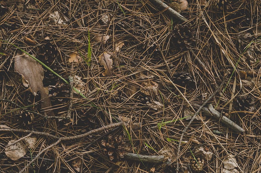 Photography of Twigs on the Ground, dirt, environment, leaves HD wallpaper