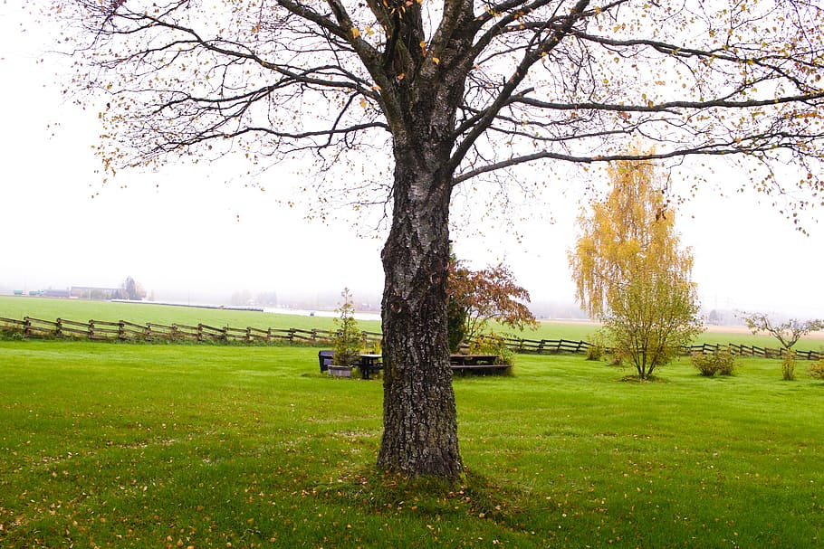 tree, nature, autumn, fall, plant, grass, park, beauty in nature HD wallpaper