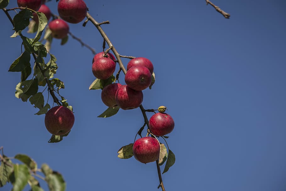 apple, red, autumn, fruit, nature, fruits, harvest, most, apple tree HD wallpaper