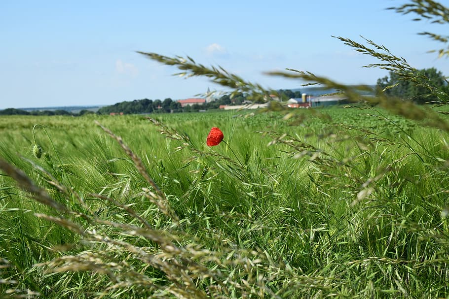 Cornfield, Agriculture, klatschmohn, sharpness, blur, cereals HD wallpaper