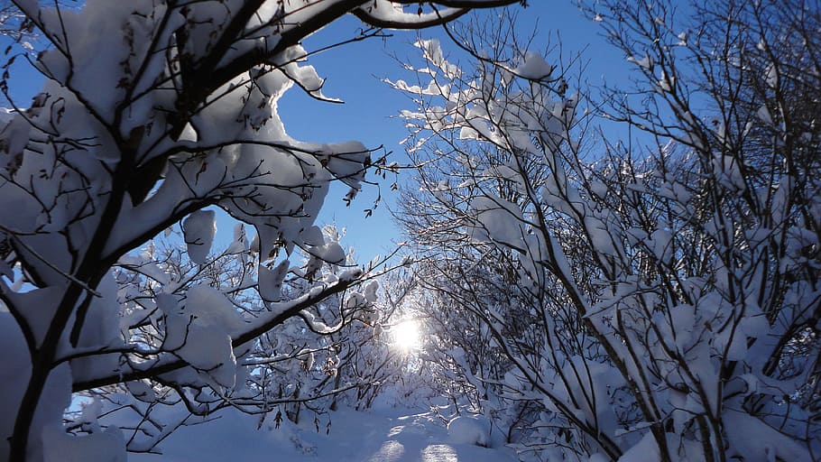 sun, snow, sunbeams, winter, woods, mountain, sunshine, road HD wallpaper