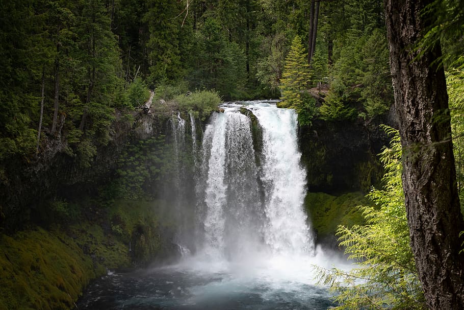plunge waterfalls, forest, nature, trees, beauty in nature HD wallpaper