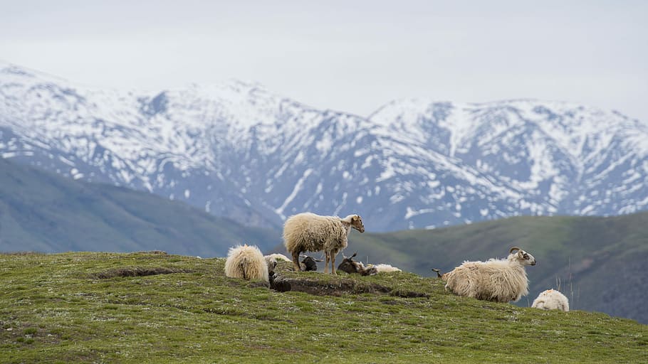 herd of sheep on grass, mountain, animal, mountain range, snow HD wallpaper