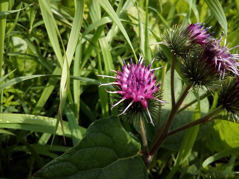 agrimony, burdock, bloom, weed, astrov, barb, plant, flower HD wallpaper
