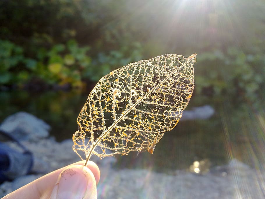 brown leaf, framework, structure, scaffolding, dry, leaf veins HD wallpaper