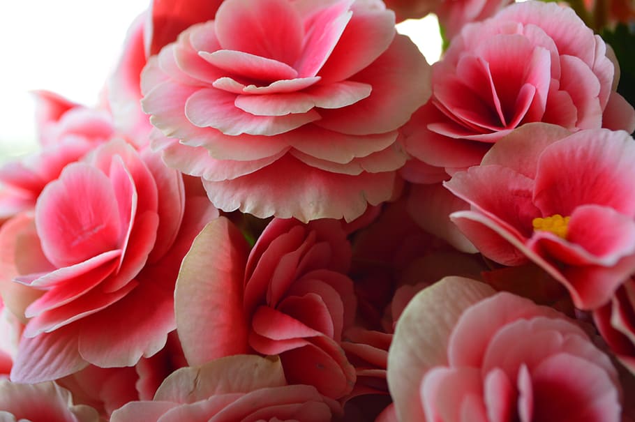 pink, flowers, bouquet, plant, pink color, beauty in nature HD wallpaper
