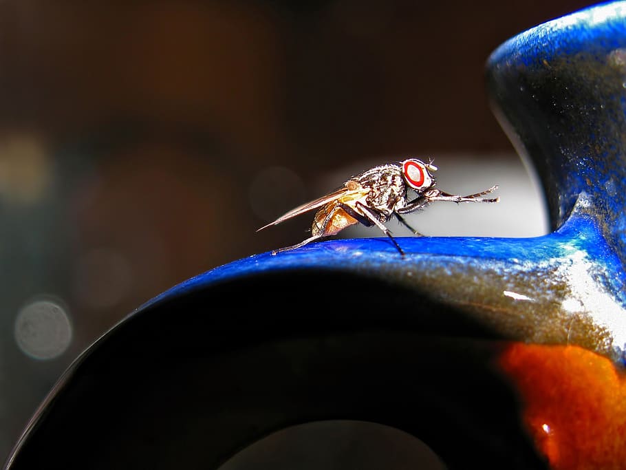fly, insect, animal, animals, close-up, macro, animal themes HD wallpaper