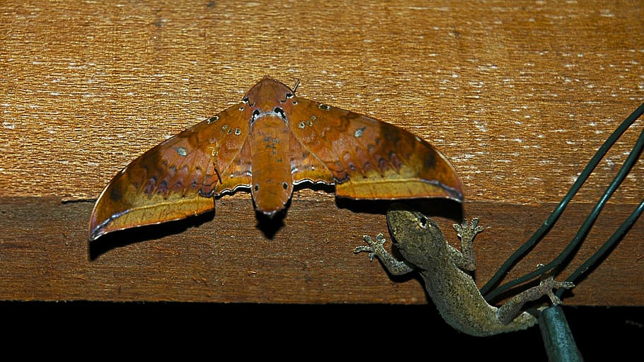 gecko, hunts, moth, wood - material, no people, close-up, high angle view HD wallpaper
