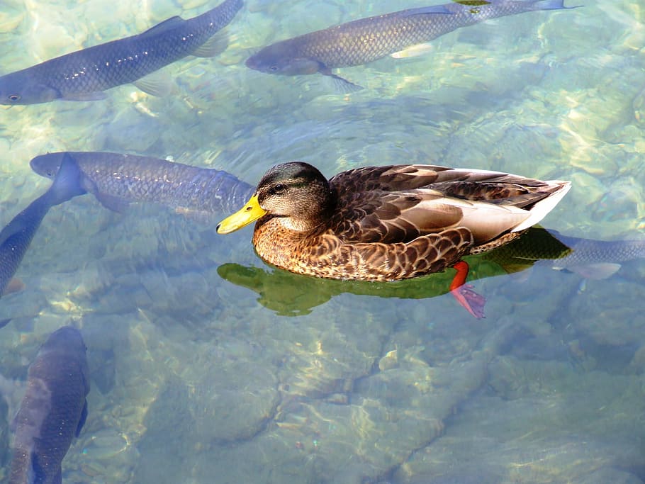 Water, River, Duck, Trout, Nature, brook trout, fish, animal themes HD wallpaper