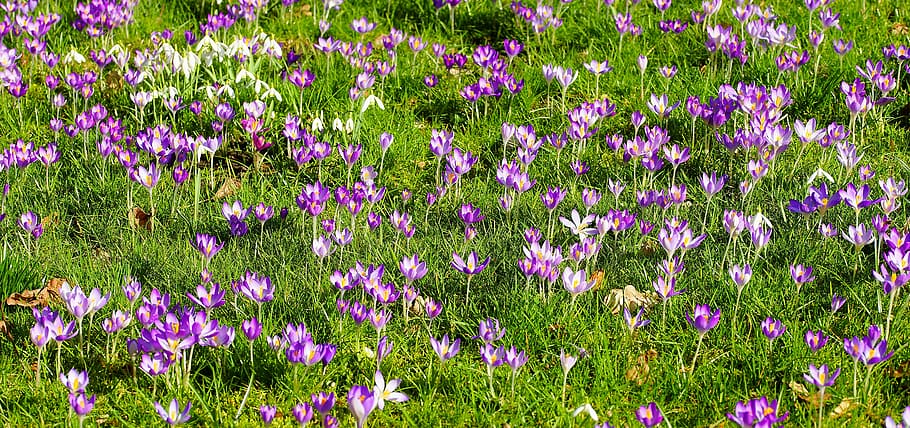 crocus, garden, spring, nature, spring flowers, early bloomer HD wallpaper