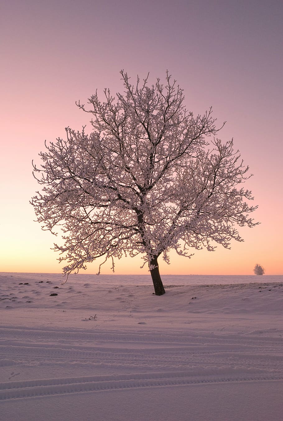bare tree covered with snow, nature, winter, cold, winter landscape HD wallpaper