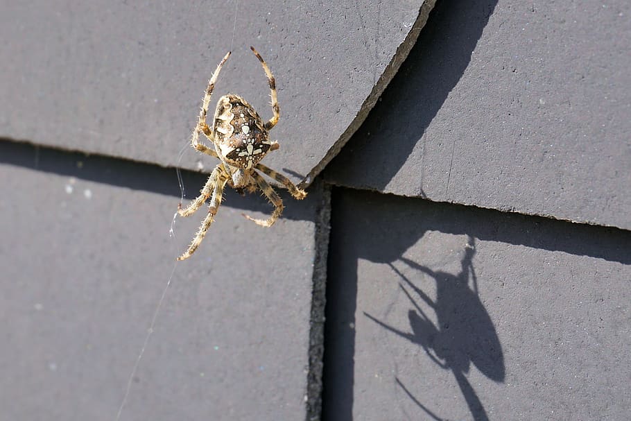 spider, insect, network, nature, arachne, animal, cobweb, close HD wallpaper