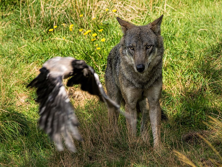 wolf, cut, predators, one animal, grass, mammal, animals in the wild HD wallpaper