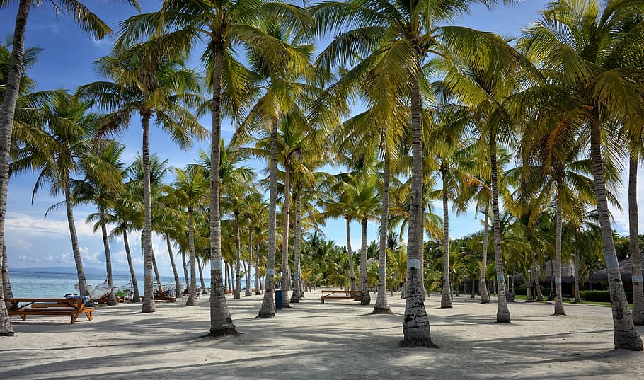 green palm trees under blue sky, bohol, bohol resorts, beach, HD wallpaper