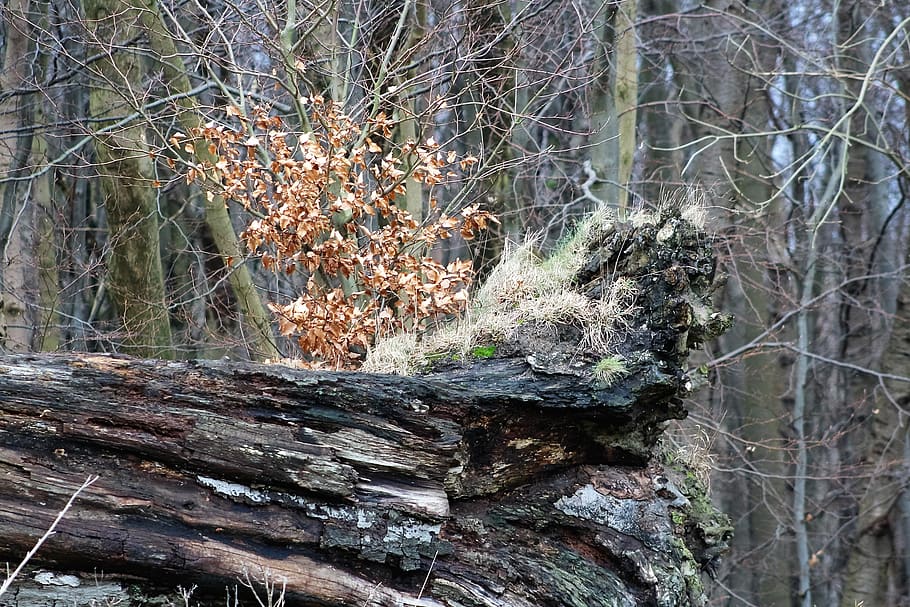 log, uprooted, rots, old, nature, forest, decay, wood, weathered HD wallpaper