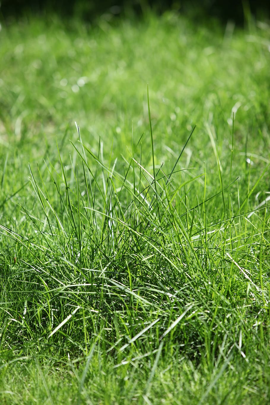 Lawn, Grass, Nature, Outdoor, summer, plant, spring, green HD wallpaper