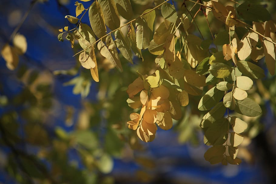 autumn, leaves, light, plant, growth, beauty in nature, leaf HD wallpaper