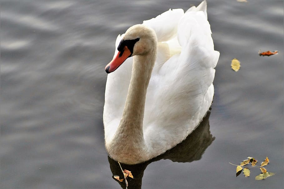 white swan on water, water bird, pond, feather, surface, nature HD wallpaper
