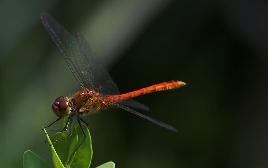 dragonfly, macro, red, insect, close, wing, leaf, animal themes HD wallpaper