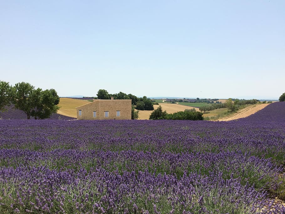 Lavender, Fields, Nature, agriculture, farm, purple, crop, flower HD wallpaper