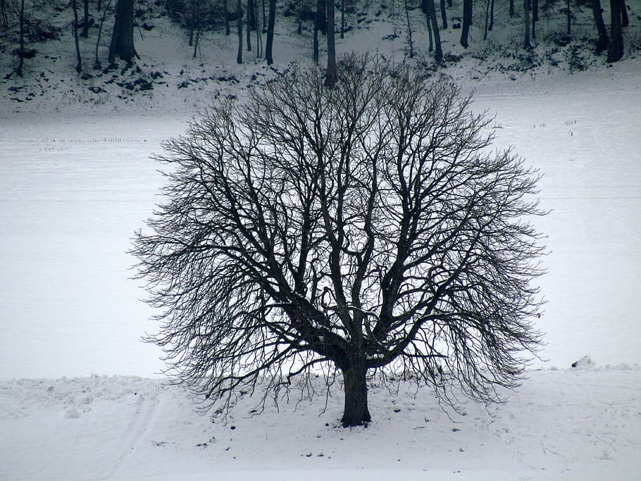 tree, winter, snow, cold temperature, bare tree, plant, land HD wallpaper