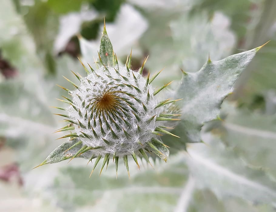green pointed plant in shallow focus photography, thistle, blossom HD wallpaper