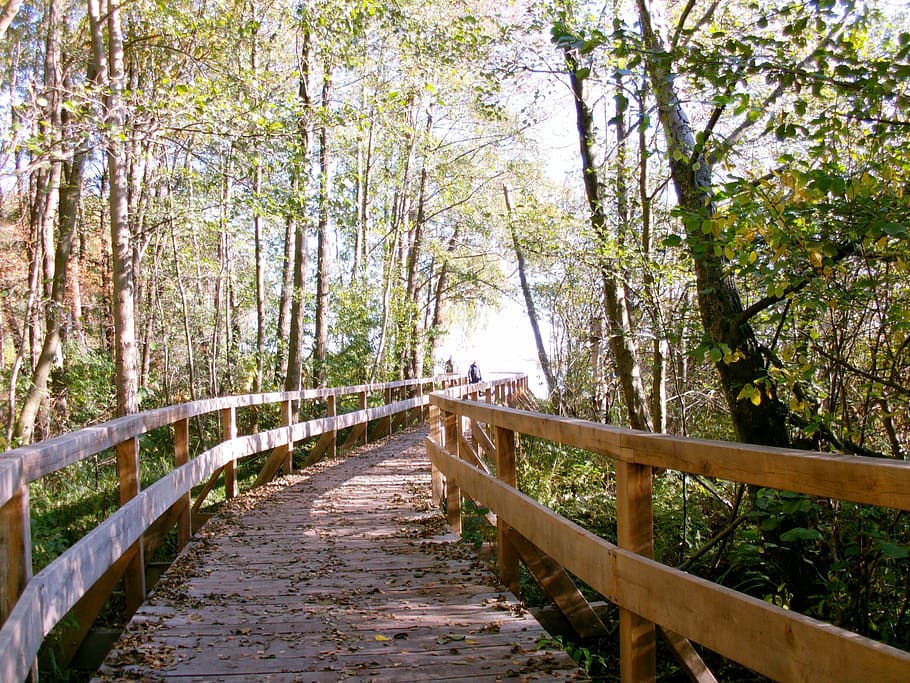 bridge, web, nature, tree, plant, direction, the way forward HD wallpaper
