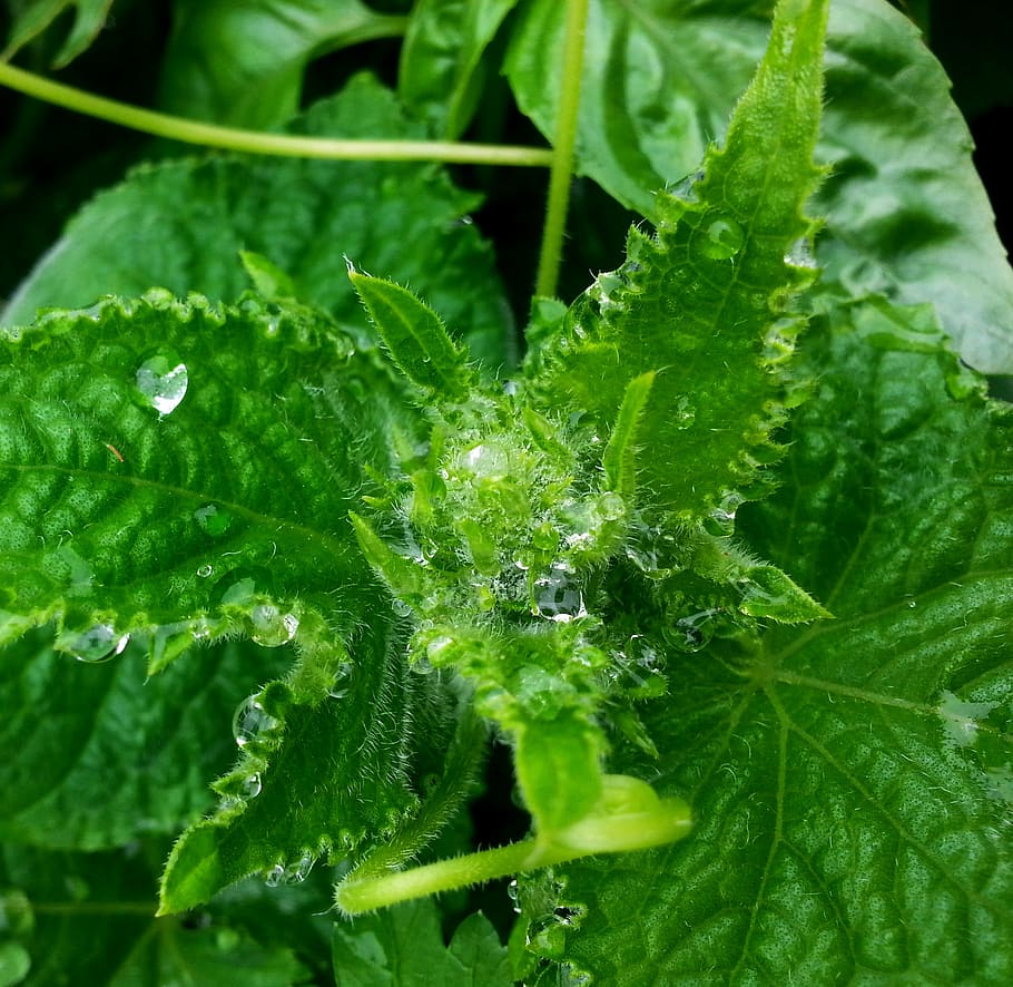 Vegetables, Food, Raindrop, vegetable garden, tasty, vegetable patch HD wallpaper