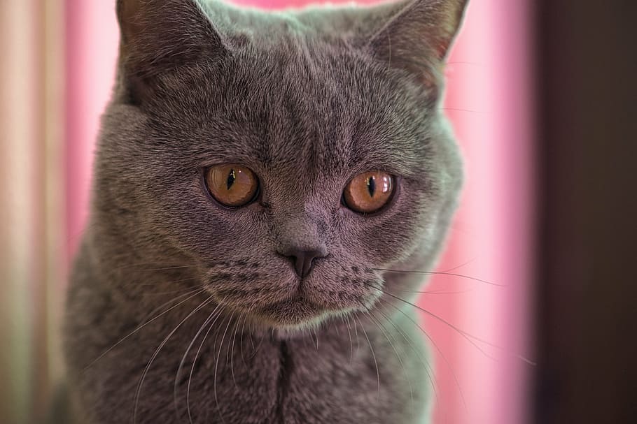 gray cat, kitten, macro, fun, hair, sweet, domestic, animal HD wallpaper