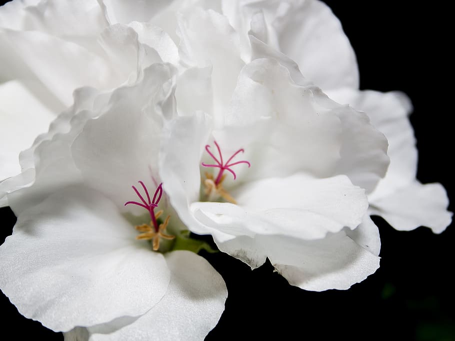 blossom, bloom, edelgeranie, geranium, close, violet, color HD wallpaper